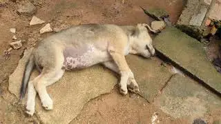 Puppy Scratching Itch in the Funniest Way 😂 | Cute and Funny Dog Moments