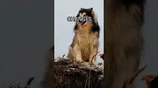DOGS Can Sense DISASTERS Before They Happen?