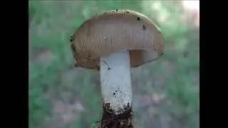Russula subfoetens