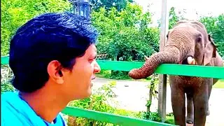 නැට්ට කොට ඇතා හමුවූ අපූරු ගමන🐘🐘🙅🍁🌱