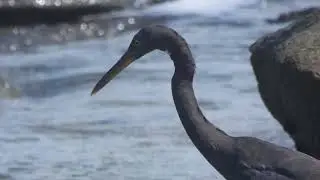 Eastern Reef Egret (grey morph) hunting for Gobies.