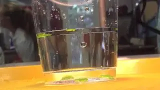 Photosynthesis Leaf Chad Lab