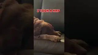 #dog needs more #training&hellip; 😍