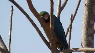 ARARINHA CANINDE PERTO DE CASA COMENDO UM DOS PASSAROS MAIS LINDOS