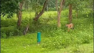Finally the wait is over. Kabini forest #tiger #sighting 2025
