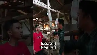 barter sapi import dari holand yang sudah di naturalisasi #lucu #comedy #funny