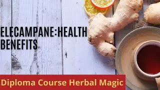 Elecampane: health benefits
