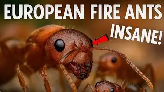 🔥 Meet the European Fire Ant &ndash; Myrmica Rubra | Ant Species Profile | Fire Antica | Season One.