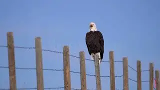 Stock Video - Bald Eagle yawning in slow motion sitting on a fence