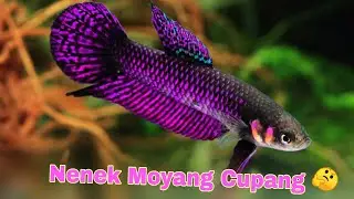 Inilah 9 Jenis Ikan Cupang Liar, Ada Yang Endemik Di Indonesia