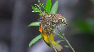🌿 Beautiful Birds in Nature  Soothing Bird Sounds & Peaceful Scenery for Mind Relaxation