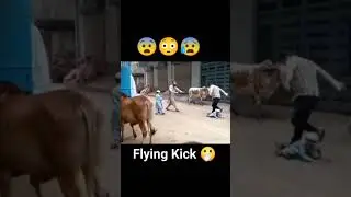 Flying Kick from Angry Cow Funny Video Eid ul Adha 2025 #cow #eiduladha #eidmubarak #funny #eid