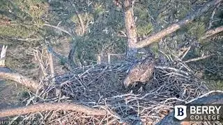 Berry College Eagles~A Subadult Visitor Explores Nest-Leaves Abruptly-Dad Berry Arrives_1/13/25