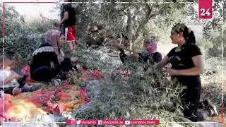 Palestinians cross separation wall to harvest olives