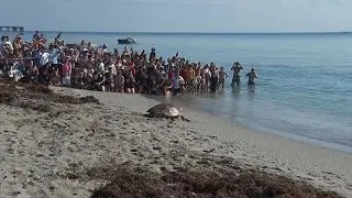 WATCH: 'Pennywise' the sea turtle released back into Atlantic