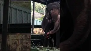 Elephant drinking water from a pipe