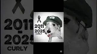 curly 2011-2025 descansa en paz 🕊️  #curly #fotball #edit