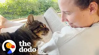 Пожилая спасенная кошка требует полного опеки | The Dodo