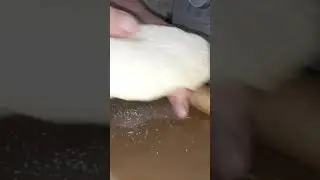 خبز القمح الكامل