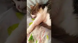 Потому что ночью я совершал тыгыдык🤣