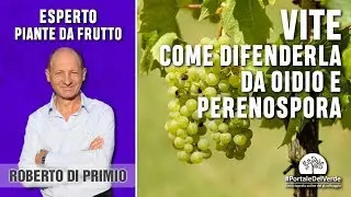 Come difendere la vite da peronospora e oidio