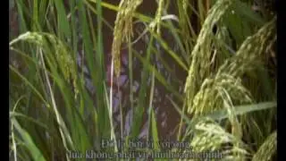 canh tac lua va ca chep vang.mp4