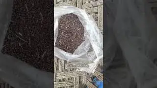 Moong in pakistan l Agriculture commodity price today l Bashir  sandhila