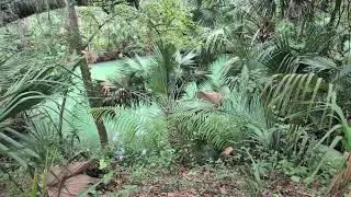 Seafoam Green Water is Hidden Sulfur Spring by Cabbage Palms & Live Oak Tree at Green Springs Park! 