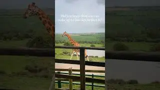 An incredible UK staycation at Port Lympne wildlife reserve in Kent, UK 🦒 #ukstaycation