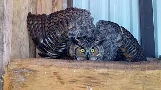#Owlspark.lt  #Peleduparkas.lt  Bubo virginianus 2023 05 10
