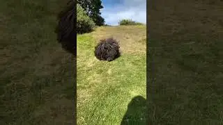 A Hungarian puli, Known for its long corded coat🤩💥❤ #dogs #dogslover #hungarian #amazing #hungary
