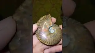 Stunning Iridescent Ammonite Fossil #shorts #fossil