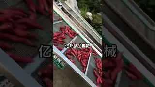 Customized washing and sorting line is suitable for fruit and vegetables