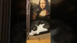 🐱 Life of Chhmar KH in Cambodia | Cute & Funny Cat Moments | Daily Cat Adventures!