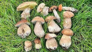 🌲🌲🌲🍄🍄🍄🌲🌲🌲Hřib dubov&yacute; - Křemen&aacute;č osikov&yacute;