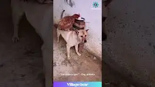 This Dog's Got a Bird Masseuse & a Chicken Chauffeur! 😂🐔🐦 #funnydogs #animalantics #cute #lol
