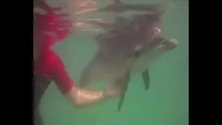 Save Marcos the spanish Dolphin
