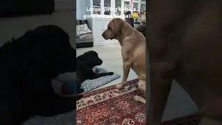 Naughty puppy #puppy #thelabcuties #labrador #labby #lablove
