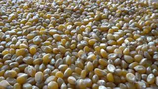 Corn Grains Background Free Stocks video, No copyright videos, Free Videos #freestockvideo #4kvideo