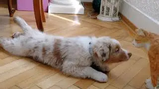 Aussie Welpe Miley dreht durch - Ihr erstes Hasenohr - superlustig :)