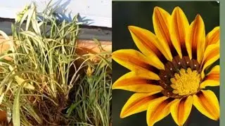 How to divide Gazania plants with some tips.