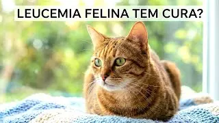 LEUCEMIA FELINA: Cuidados b&aacute;sico para manter a longevidade dos gatos soropostivos. 