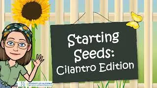Garden Basics Seeding Cilantro Video