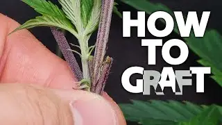 How to Graft Weed onto Cannabis &ndash; Grafting Marijuana Tutorial &ndash; Multiple Strains on One Plant