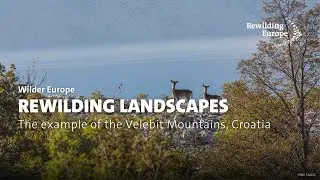 Rewilding landscapes across Europe | The example of the Velebit Mountains, Croatia