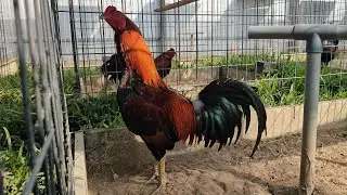 P2.15/1.top 5trong hàng víp ae xem tham khảo hợp lh...