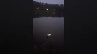 DUCK IN THE POOL #shorts