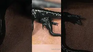 Vollmolchgeb&auml;rend: So bringt der Alpensalamander seine Jungen zur Welt