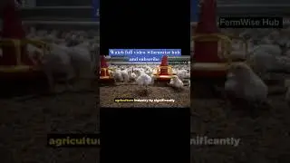 Startup cost of Broiler farming #shorts #chicken #poultryfarming #broilers