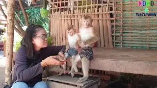 Little Baby Monkey Yoko And Koko Unhappy Because Mom Not Let Them To Ride Motor Bike